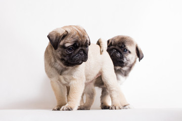 A small fawn Pug puppy is standing, and a second puppy is hiding behind it.