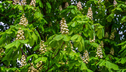 White chestnut flowers on tree among green leaves_