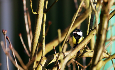 Kohlmeise im Wald