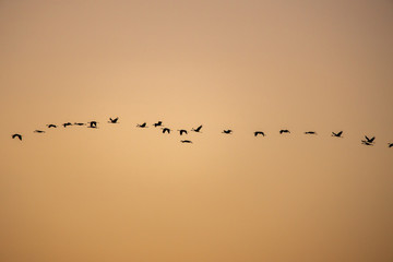 cranes flying over sky at sunrise