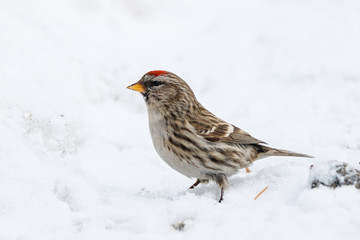 Common redpoll acanthis flammea female on snow. Cute little white brown finch songbird. Bird in wildlife.