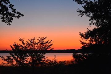 silhouette of tree at sunset