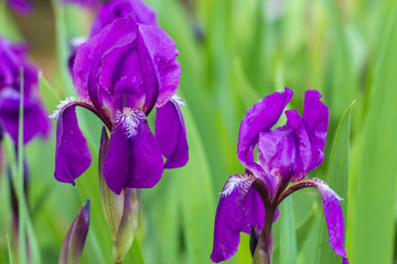 purple iris on a green background