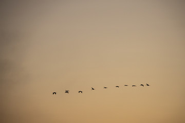 cranes flying over sky at sunrise