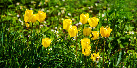 Yellow tulips in the garden among the green thick grass_
