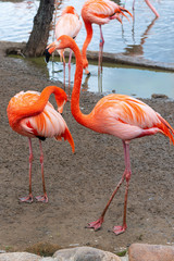 Couple of flamingo on the bank of the lake against the  of water background.