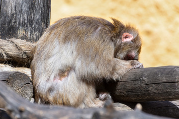 The little monkey sleeps having leaned against a tree. Close up. Selective focus.