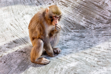 The little, amusing monkey sits on a stone surface and holds a finger in a mouth. Selective focus.