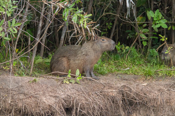 Capybara in the Pantanal, Brazil, South America