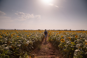 Fototapeta premium man walking through sunflowers field in Spain