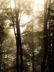 Obraz premium Sonnenaufgang im Wald