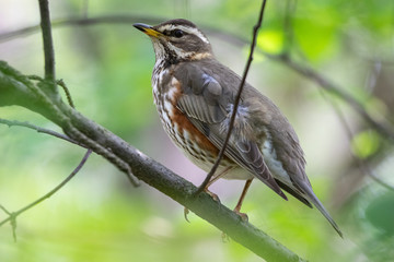 redwing on a branch
