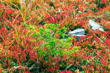 picturesque autumn cover in the mountains