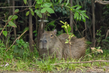 Capybara in the Pantanal, Brazil, South America