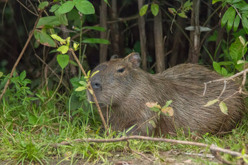 Capybara in the Pantanal, Brazil, South America