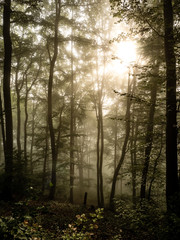 Obraz premium Sonnenaufgang im Wald