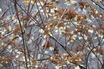 枯れたツルアジサイ