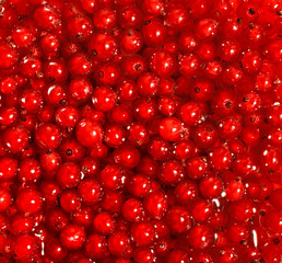 Red ripe currant berries background