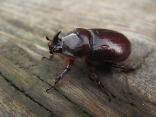 rhinoceros beetle. Scarabaeus nasicornis.  Oryctes nasicornis. 