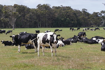 Dairy Cows Grazing in a pasture in Rural Western Australia