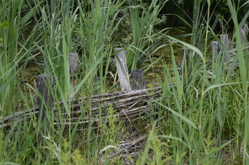 Closeup green marshes with a wooden fence and tall grass