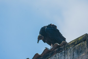 Urubu  - Black Vulture on the roof