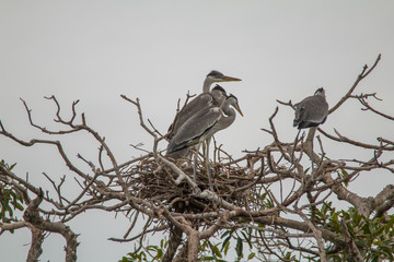 Cocoi heron nesting in the tree, Pantanal region, Brazil, South America