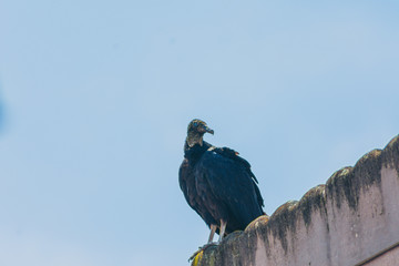 Urubu  - Black Vulture on the roof