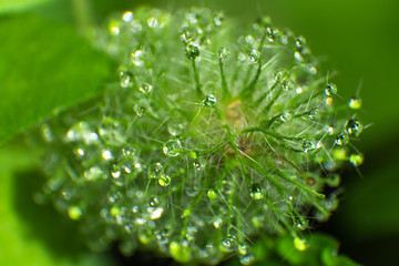 thorny plant with dew