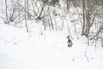 Ordesa National Valley in snowy autumn, located in Pyrenees Spain