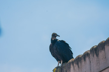 Urubu  - Black Vulture on the roof