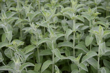 Closeup Mentha Nepetoides known as wine mint with blurred background in summer garden