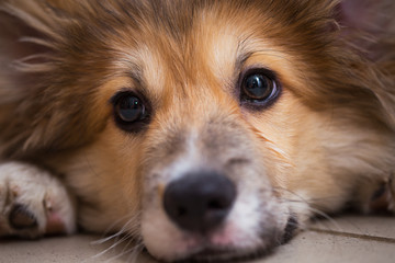 corgi fluffy puppy portrait