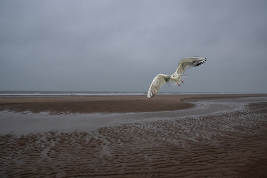 Single seagull is flying at the winter beach, ocean as background