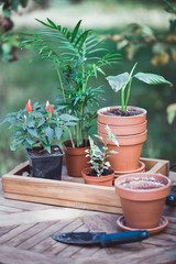 planting flowers  in the garden