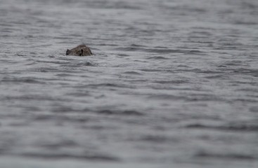 Fototapeta premium Capybara in the Pantanal, Brazil, South America