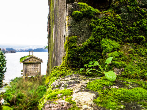 A Galician H&oacute;rreo on the background, focus on a wall with moss