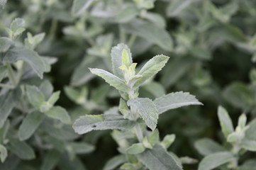 Closeup mentha tomentosa known as spearmint tomentosa with blurred background in summer garden © agatchen