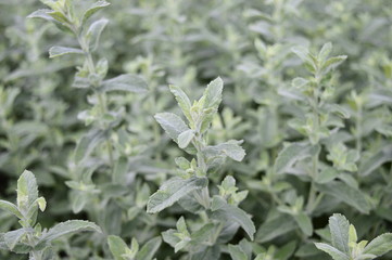 Closeup mentha tomentosa known as spearmint tomentosa with blurred background in summer garden