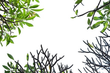 Plumeria tree with leaves branches on white isolated background for green foliage backdrop and copy space 