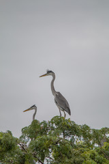 Cocoi heron nesting in the tree, Pantanal region, Brazil, South America