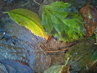 Frozen Leaves