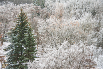 Beautiful winter panorama in the open air. Trees in a park covered by snow. Top view of the icy forest and snow. Christmas background image