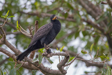 Neotropic Cormorant in the pantanal, Brazil, South America