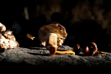 display of wild mushrooms on a rock