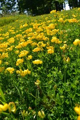 Background of yellow flowers in a field