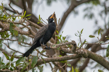 Neotropic Cormorant in the pantanal, Brazil, South America