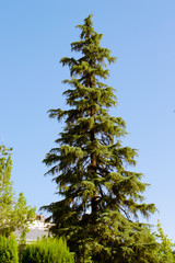 Tall beautiful fir- tree