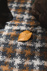 autumn leaves on water