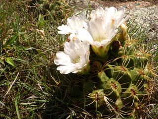 Cactus con flor